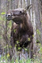 Single female Moose - Eurasian Elk Ã¢â¬â in a forest thicket in spring season Royalty Free Stock Photo